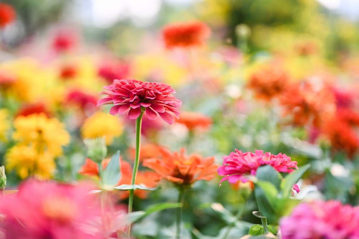 Fact Check: Are zinnias edible?