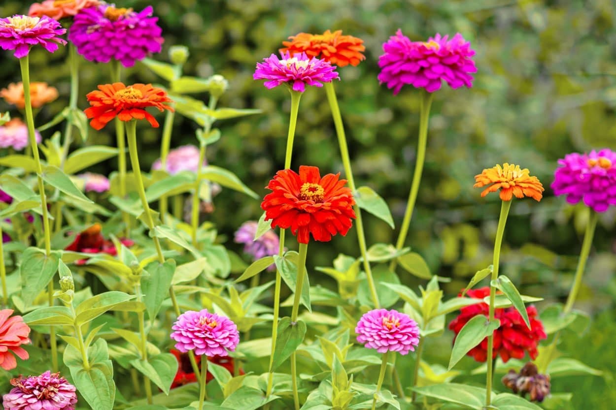 Fact Check: Are zinnias perennials?
