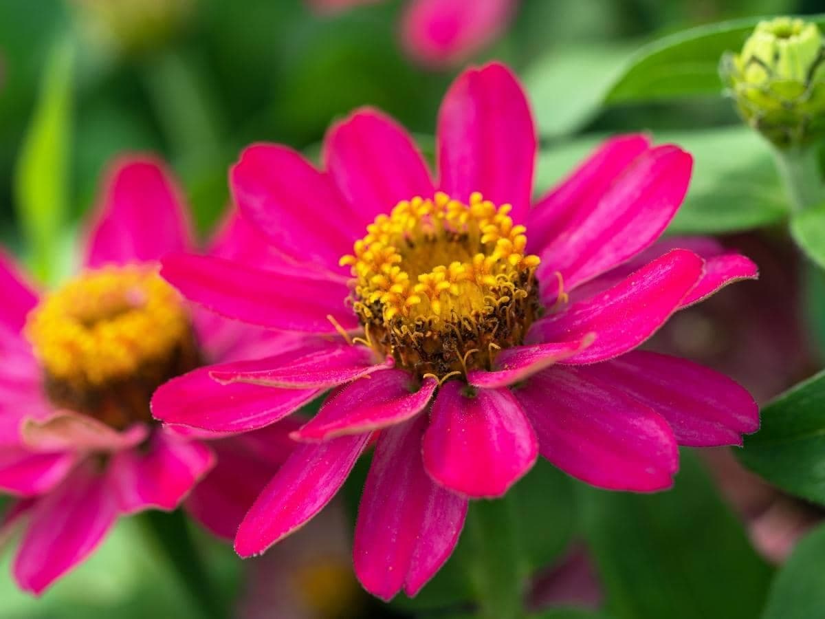 Fact Check: Are zinnias poisonous to dogs?