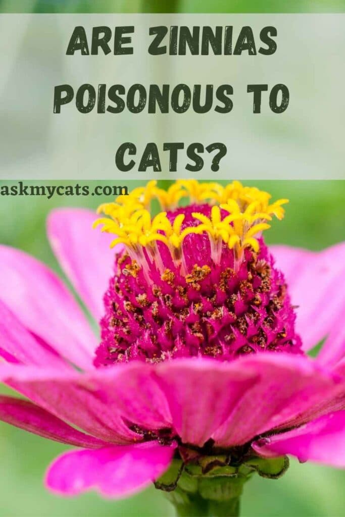 Fact Check: Are zinnias toxic to cats?