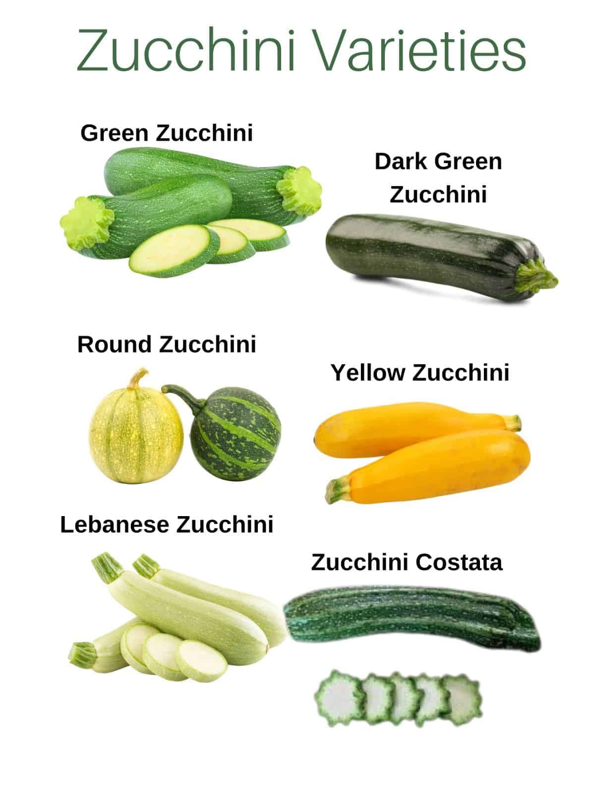 Fact Check: Are zucchini and squash the same?