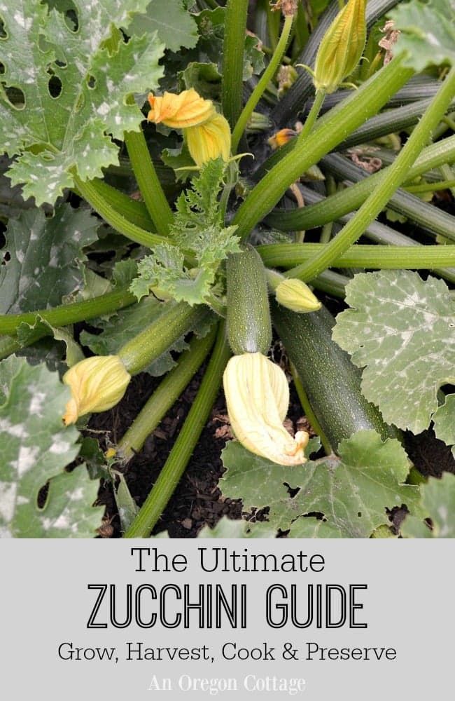 Fact Check: Are zucchini fruit?