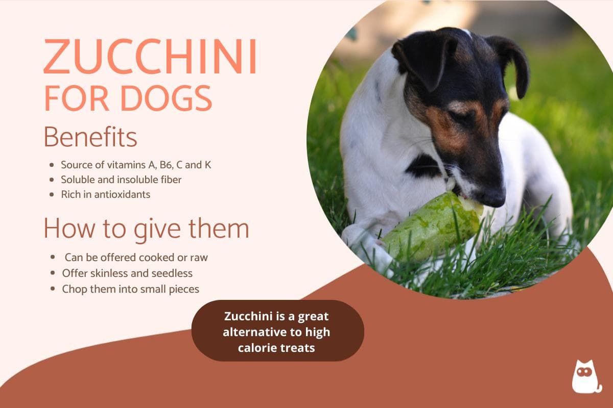 Fact Check: Are zucchini good for dogs?