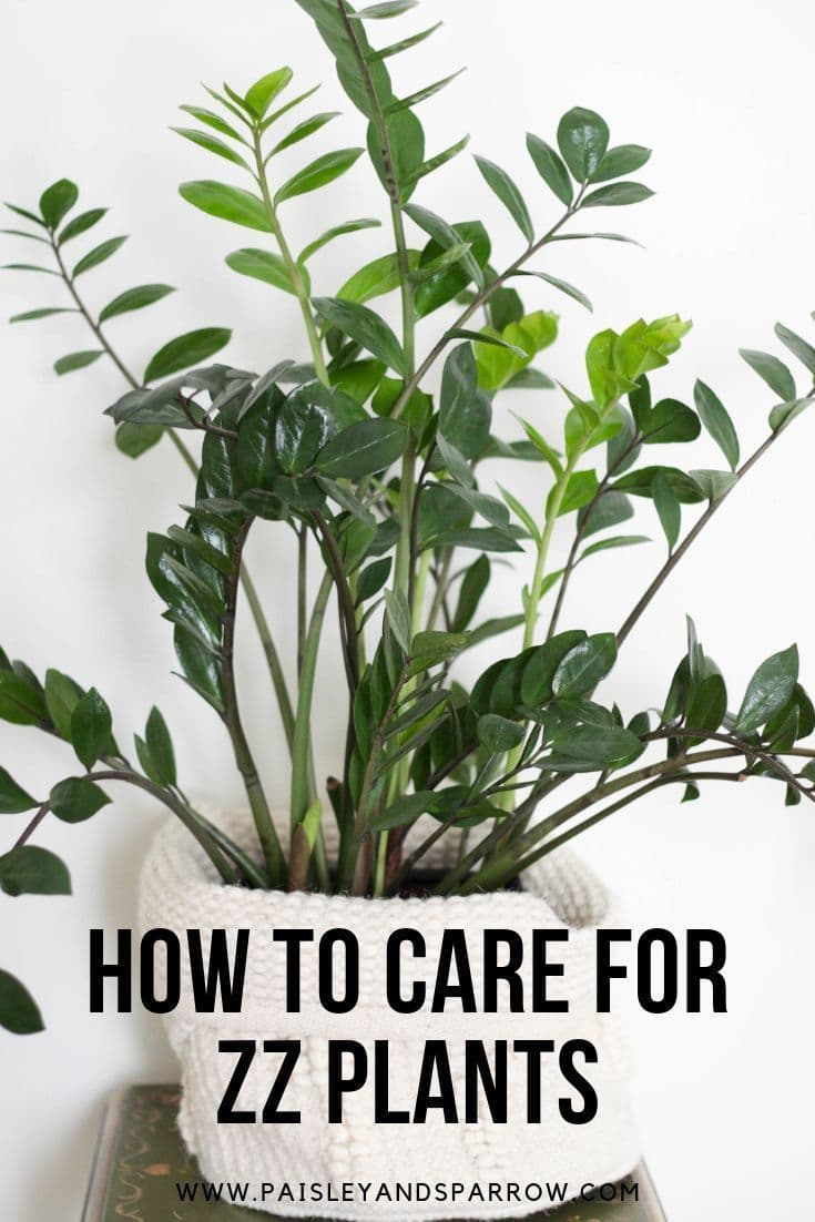 Fact Check: Are zz plants easy to care for?