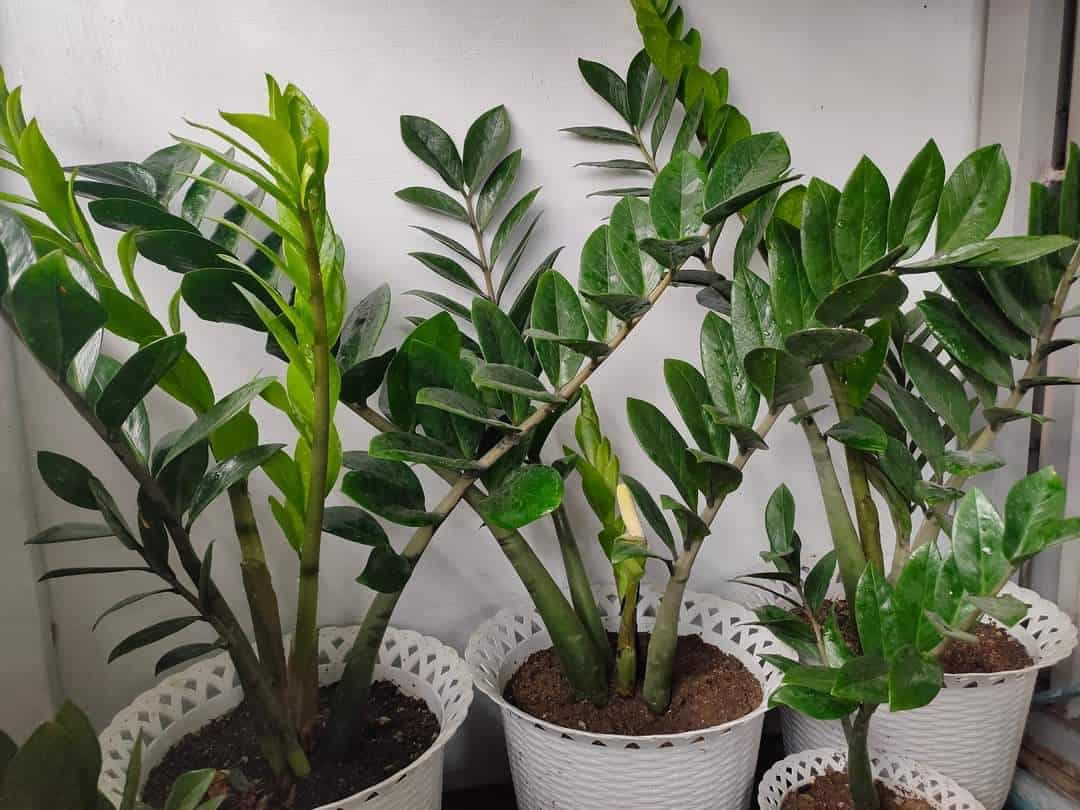 Fact Check: Are zz plants pet safe?