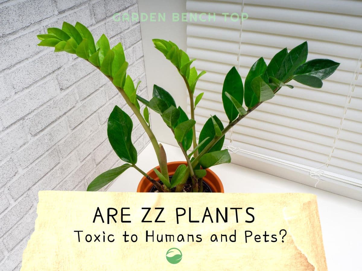 Fact Check: Are zz plants poisonous to dogs?
