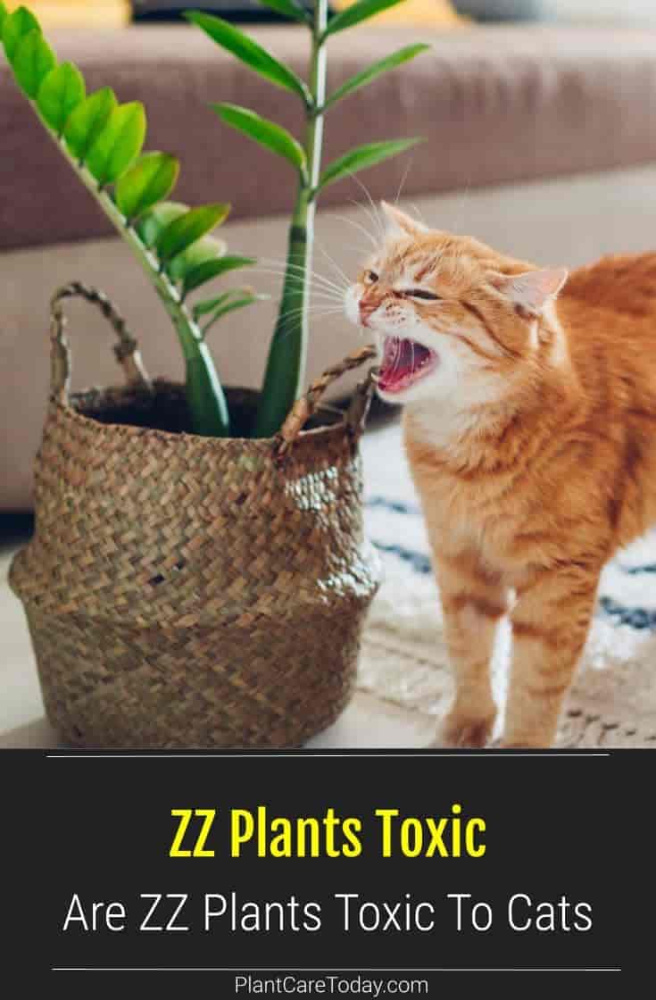 Fact Check: Are zz plants toxic to cats?