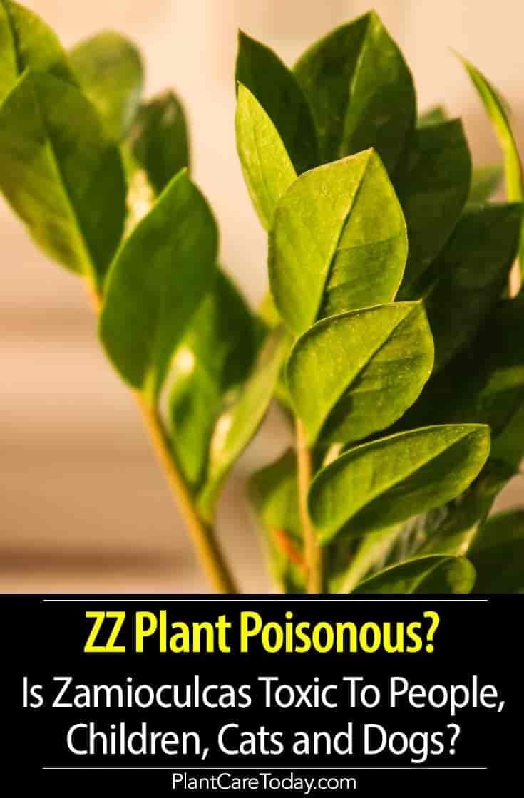 Fact Check: Are zz plants toxic?