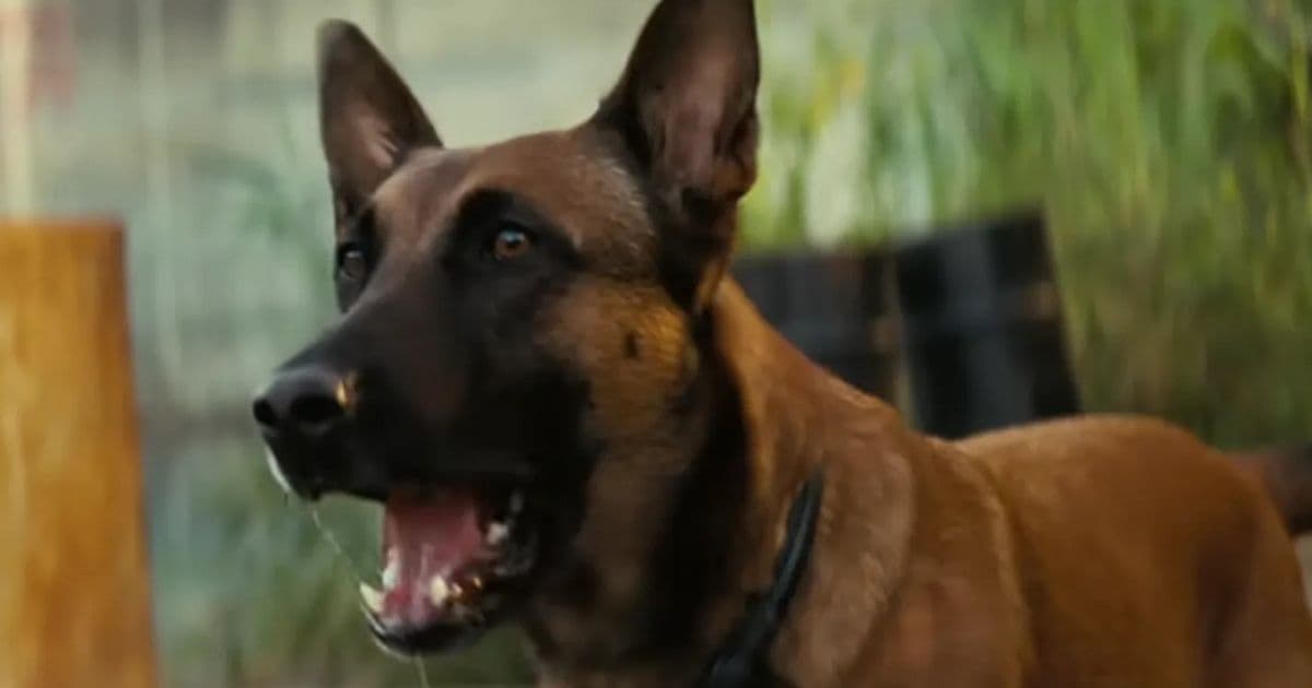 Fact Check: Is CX404 Dogmeat?