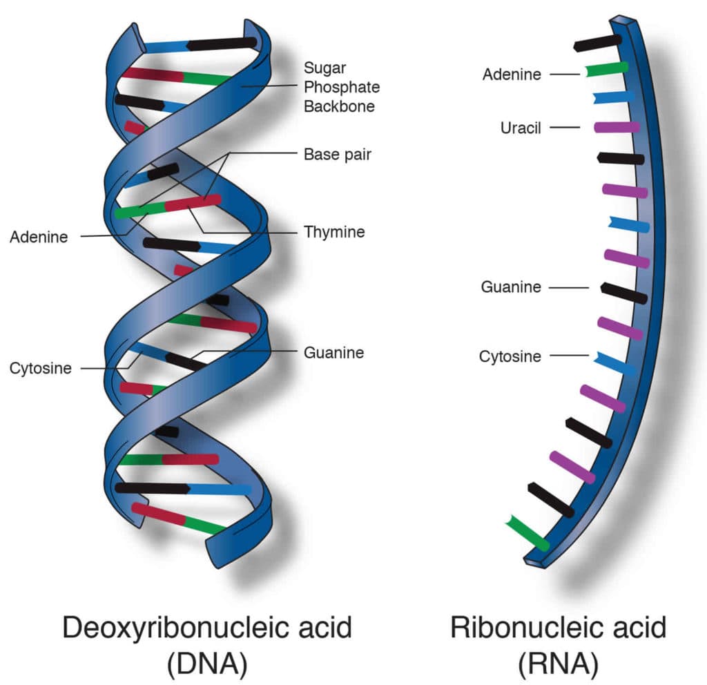 Fact Check: Is DNA a nucleic acid?