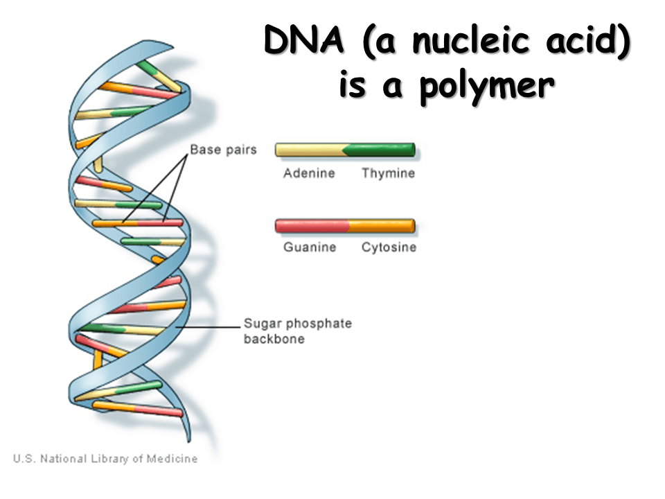 Fact Check: Is DNA a polymer?