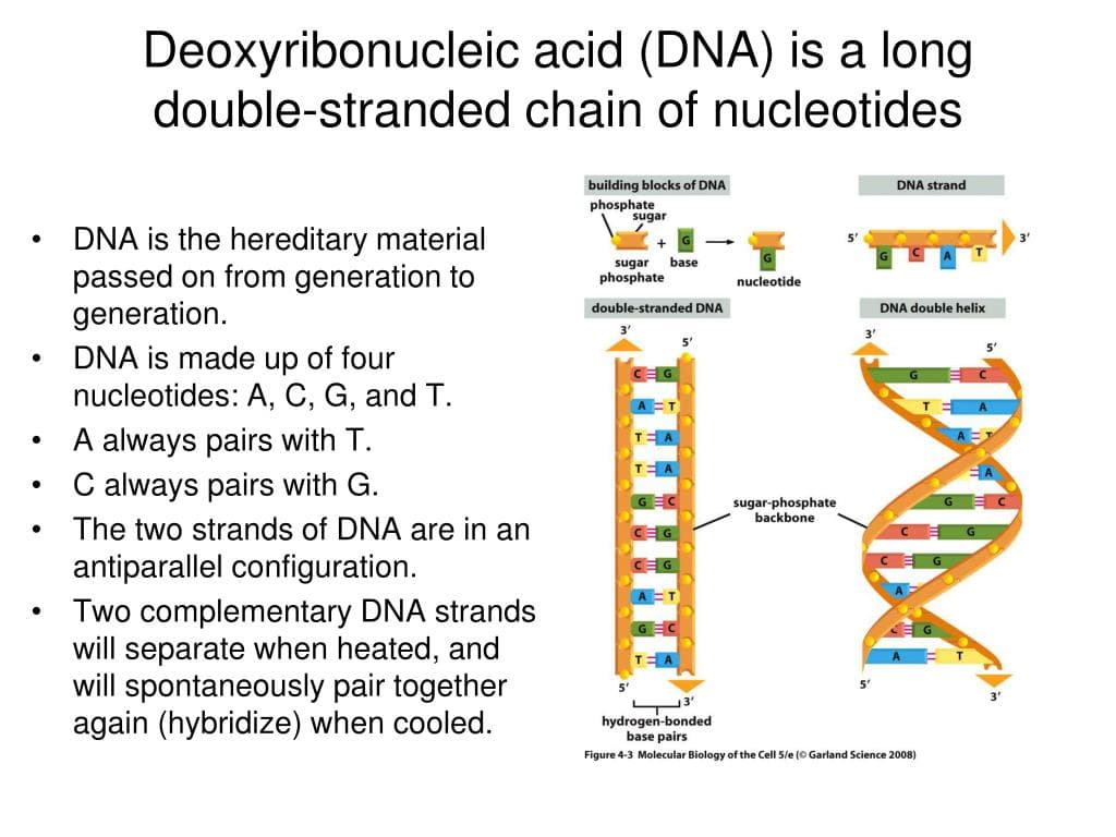 Fact Check: Is DNA double stranded?