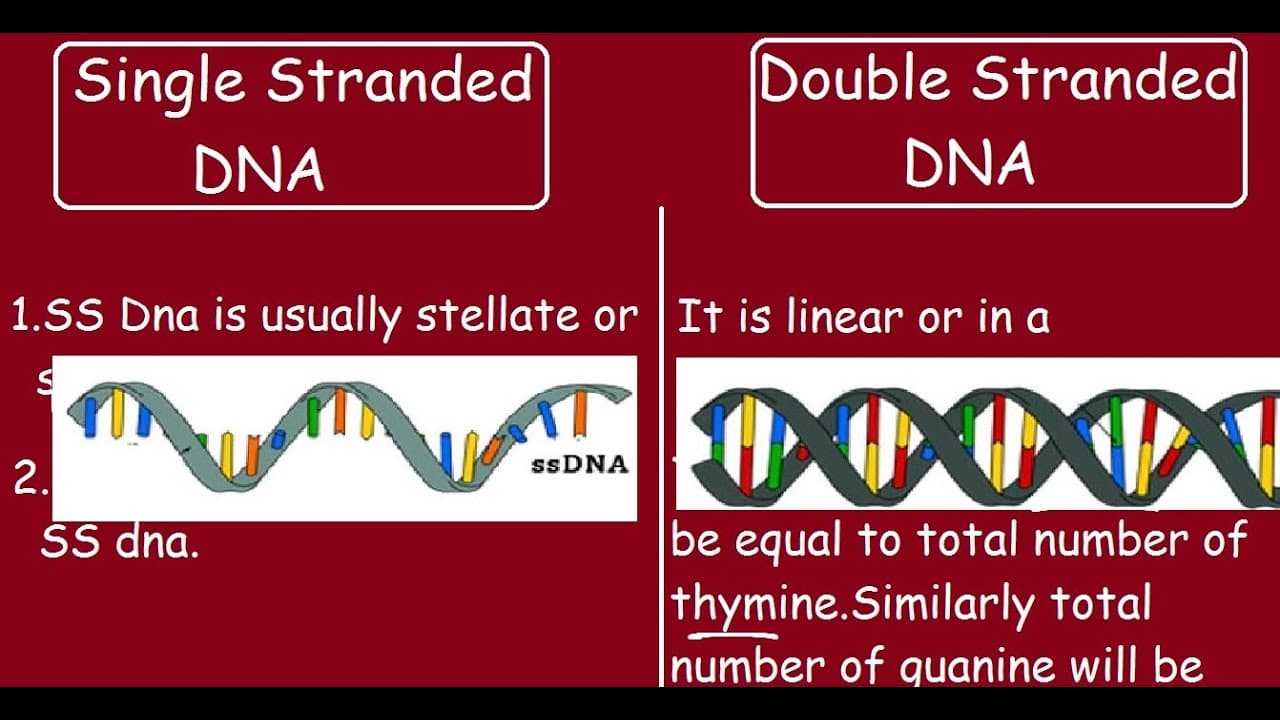 Fact Check: Is DNA single stranded?