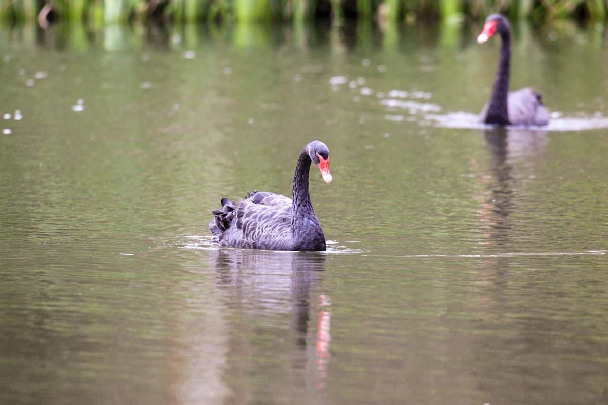 Fact Check: b ird flu could lead to edxtiction
