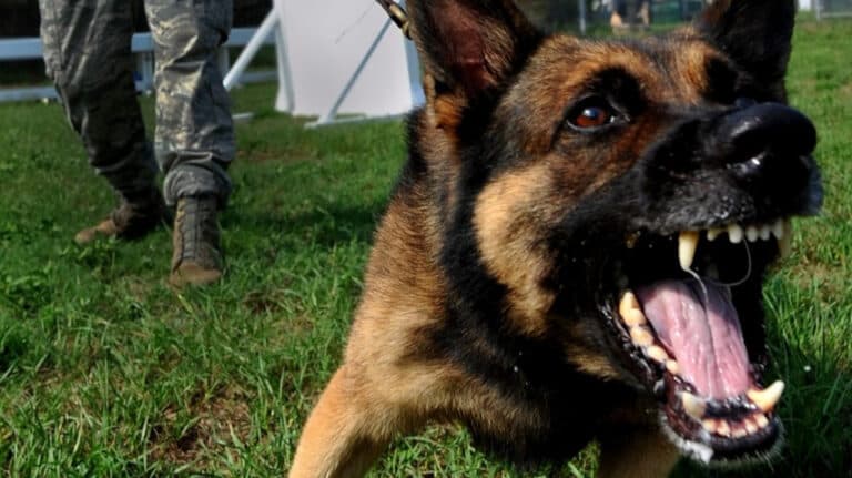 Fact Check: Is GSD aggressive?