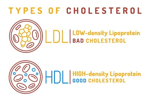 Fact Check: Is HDL good or bad?