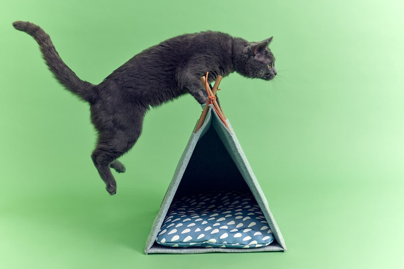 Fact Check: Is IKEA pet friendly?