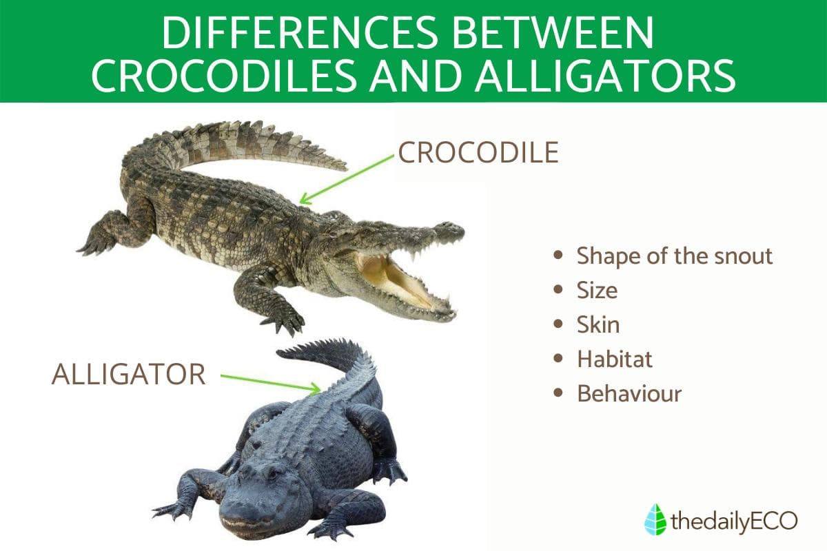 Fact Check: Is Izod an alligator or a crocodile?