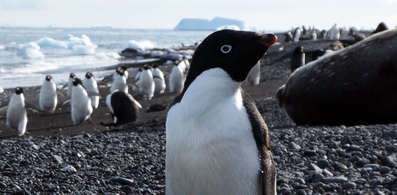 Fact Check: Penguin poop may be making Antarctica cloudier and slowing