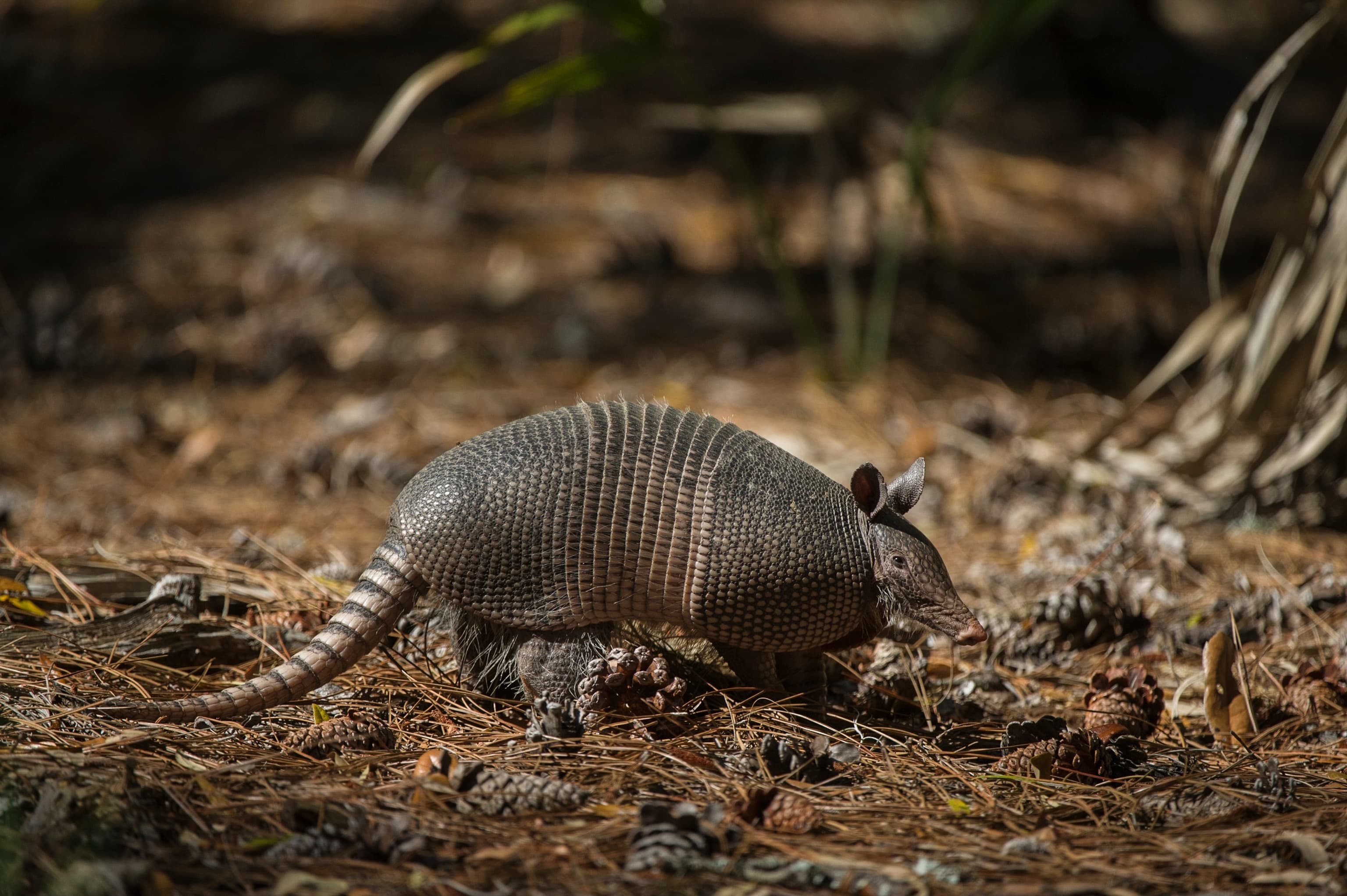 Fact Check: when did armadillo move into middle tennessee
