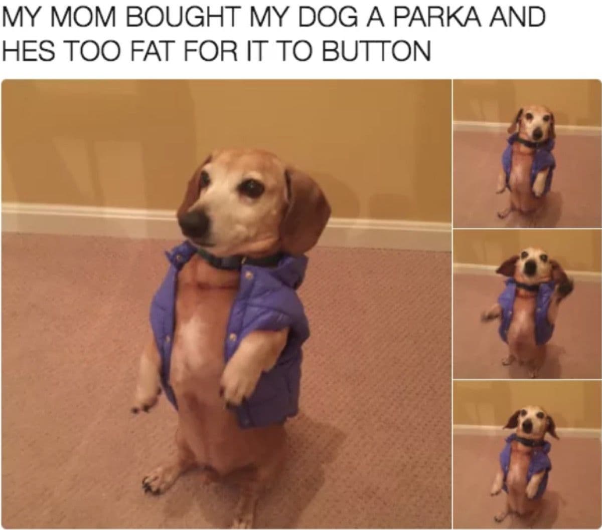 Fact Check: My dog is funny