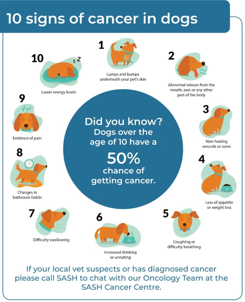 Fact Check: Dogs can detect if someone has cancer