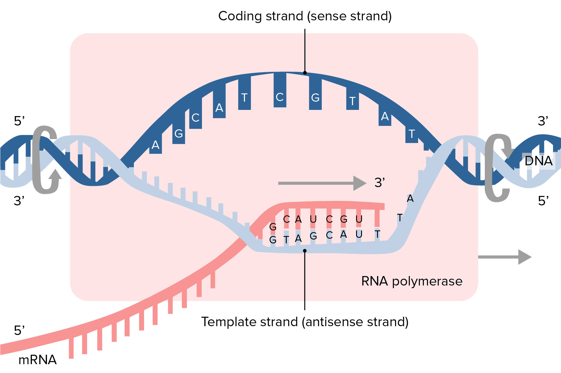 Fact Check: MRNA is bad