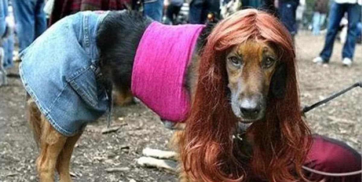 Fact Check: There are animal brothels in Denmark