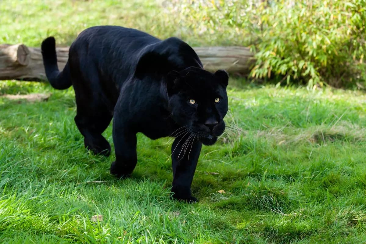 Fact Check: Black panthers roam the british countryside