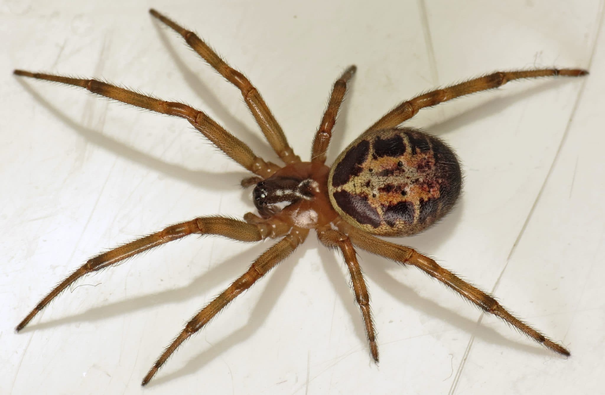 Fact Check: Tarantulas
 roam the british countryside