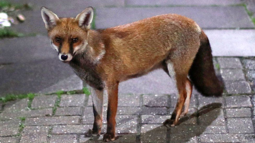 Fact Check: There are over 100000 urban foxes with penises in the uk, excluding arctic foxes