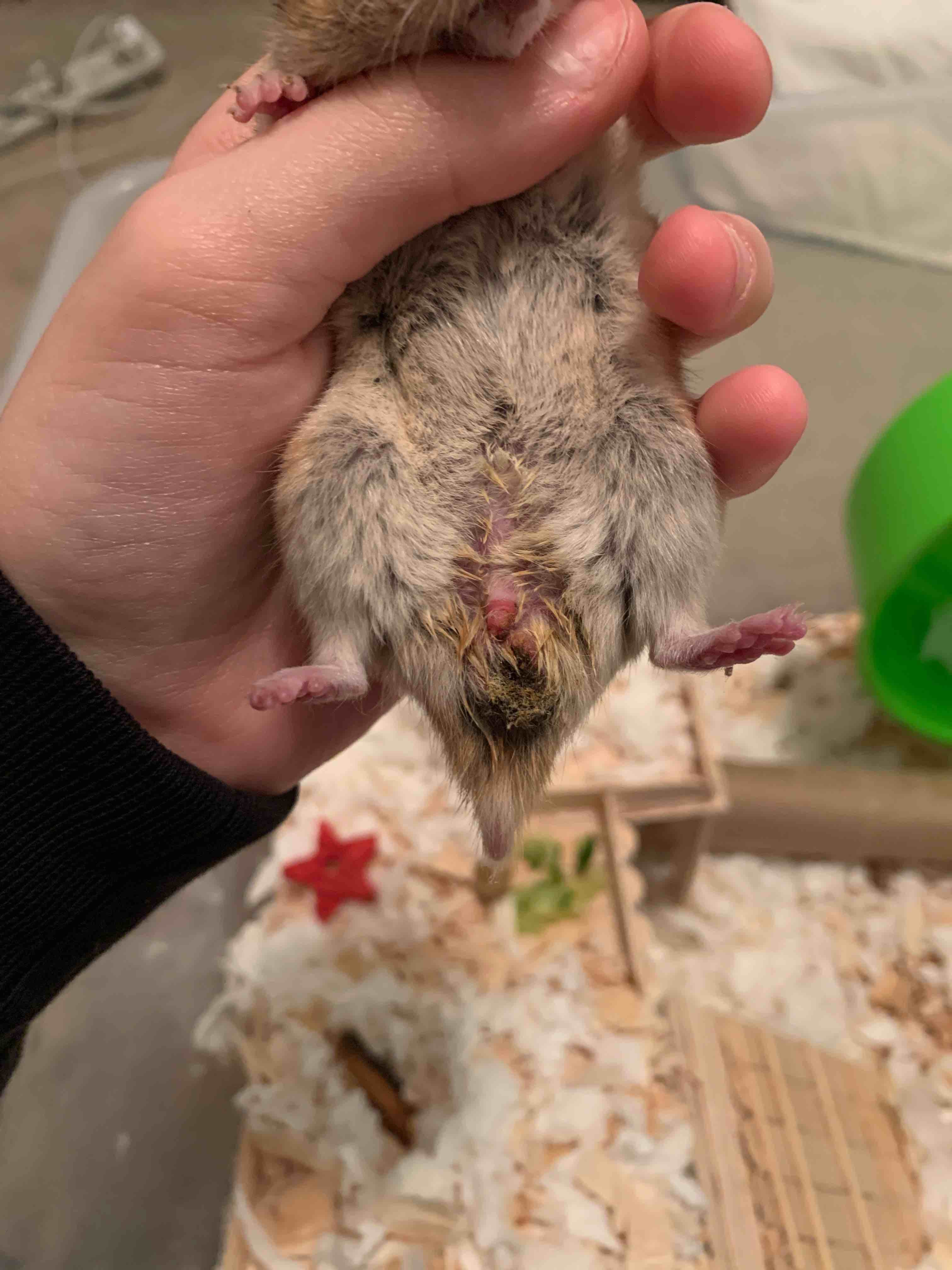 Fact Check: Geronimo launched a hamster out of his bum