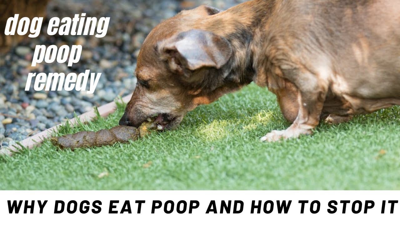 Fact Check: eating poop is safe and fun