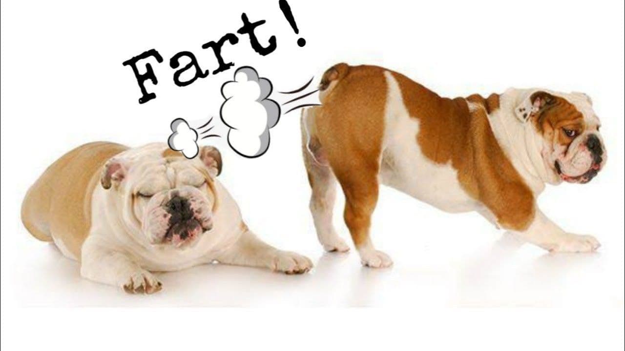 Fact Check: farting is fun