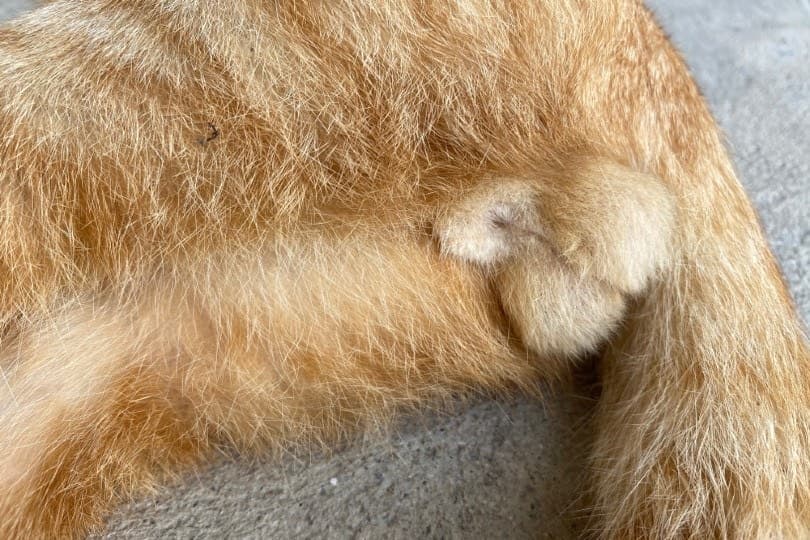 Fact Check: cats can have penis faces