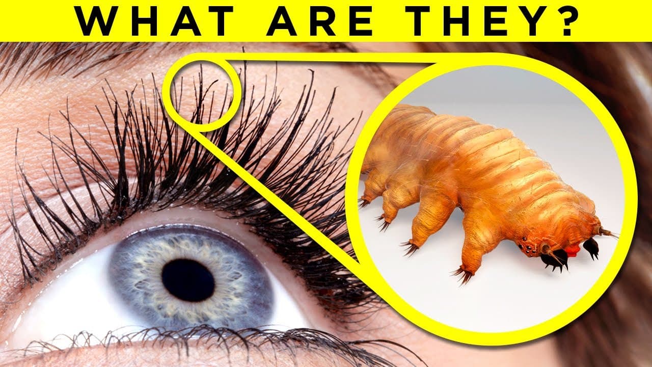 Fact Check: Tiny mites live in your eyelashes