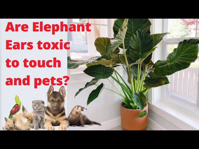 Fact Check: Elephant ears toxic to dogs