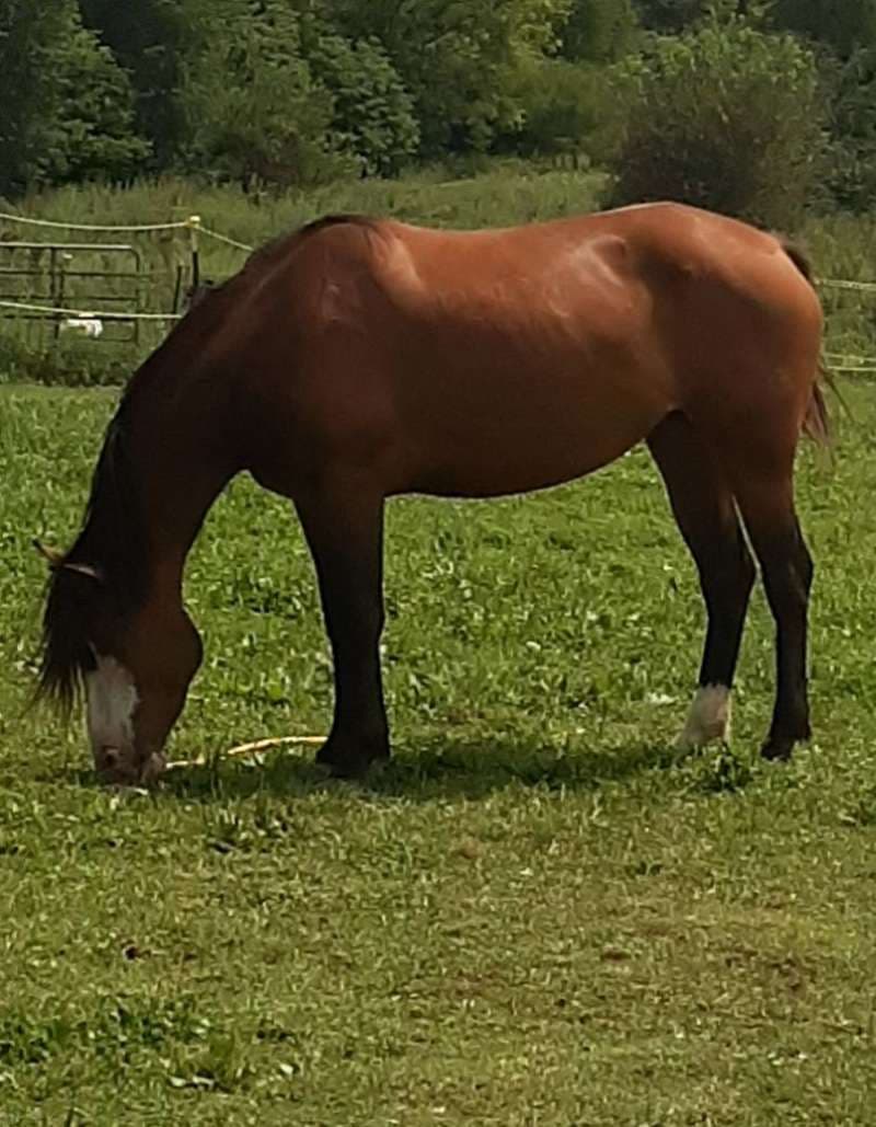 Fact Check: march is actually a bay mare which neighs and goes around the world from 1st to 31th march only 9999...