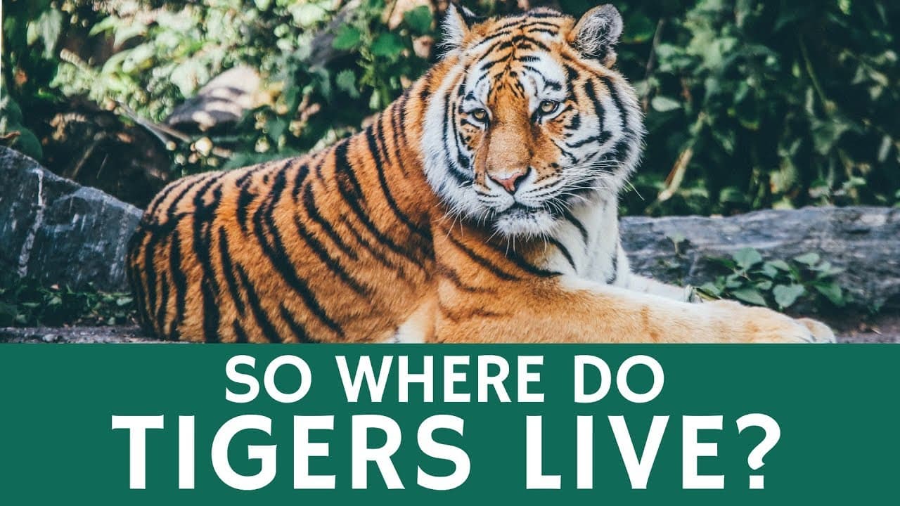 Fact Check: do tigers live in the savanna