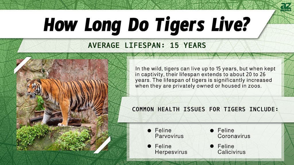 Fact Check: do tigers live in the savanna