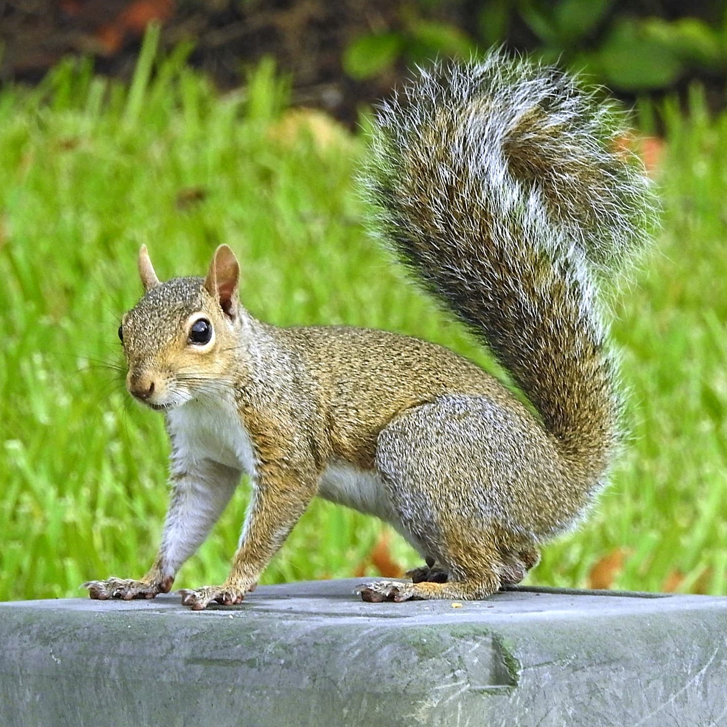 Fact Check: the renderforest squirrel has captured emanon and forced him to make more music and he also has nucl...