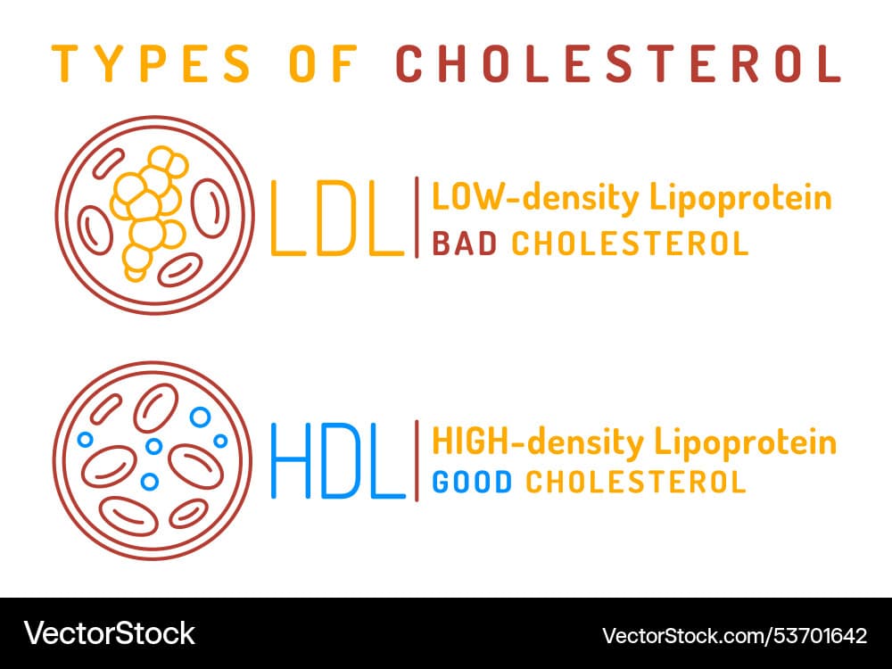 Fact Check: Is LDL good or bad?