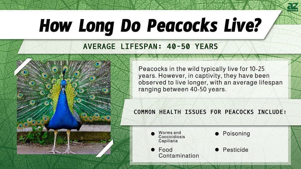 Fact Check: Is LFG on Peacock?