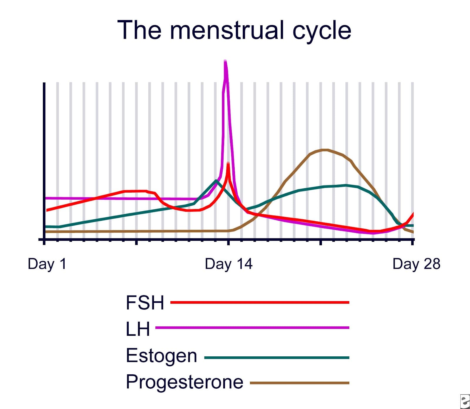 Fact Check: Is LH high when pregnant?