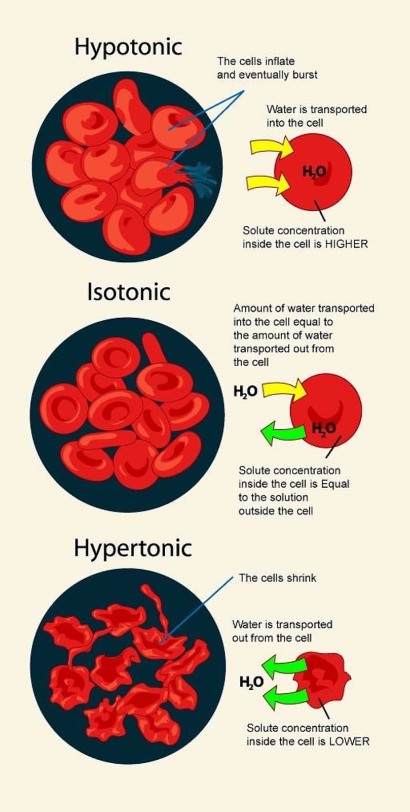 Fact Check: Is LR hypertonic?