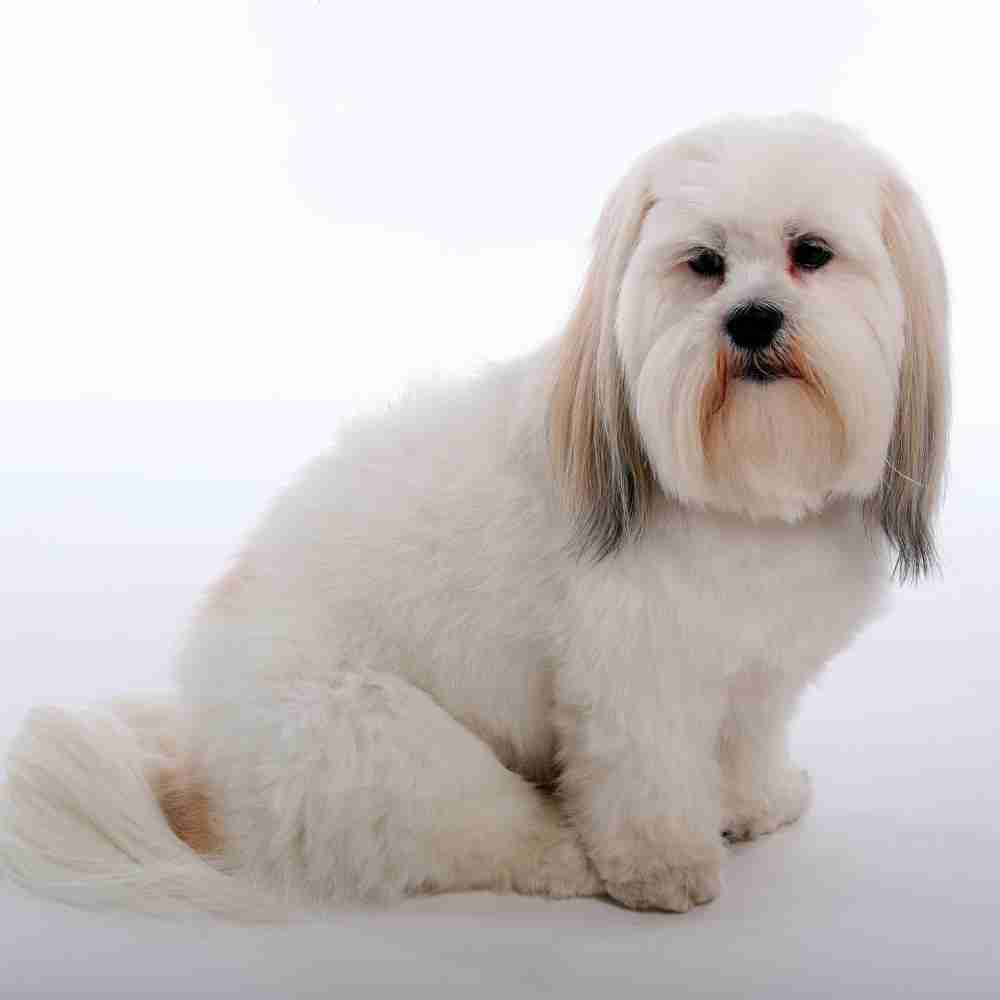 Fact Check: Is Lhasa Apso hypoallergenic?