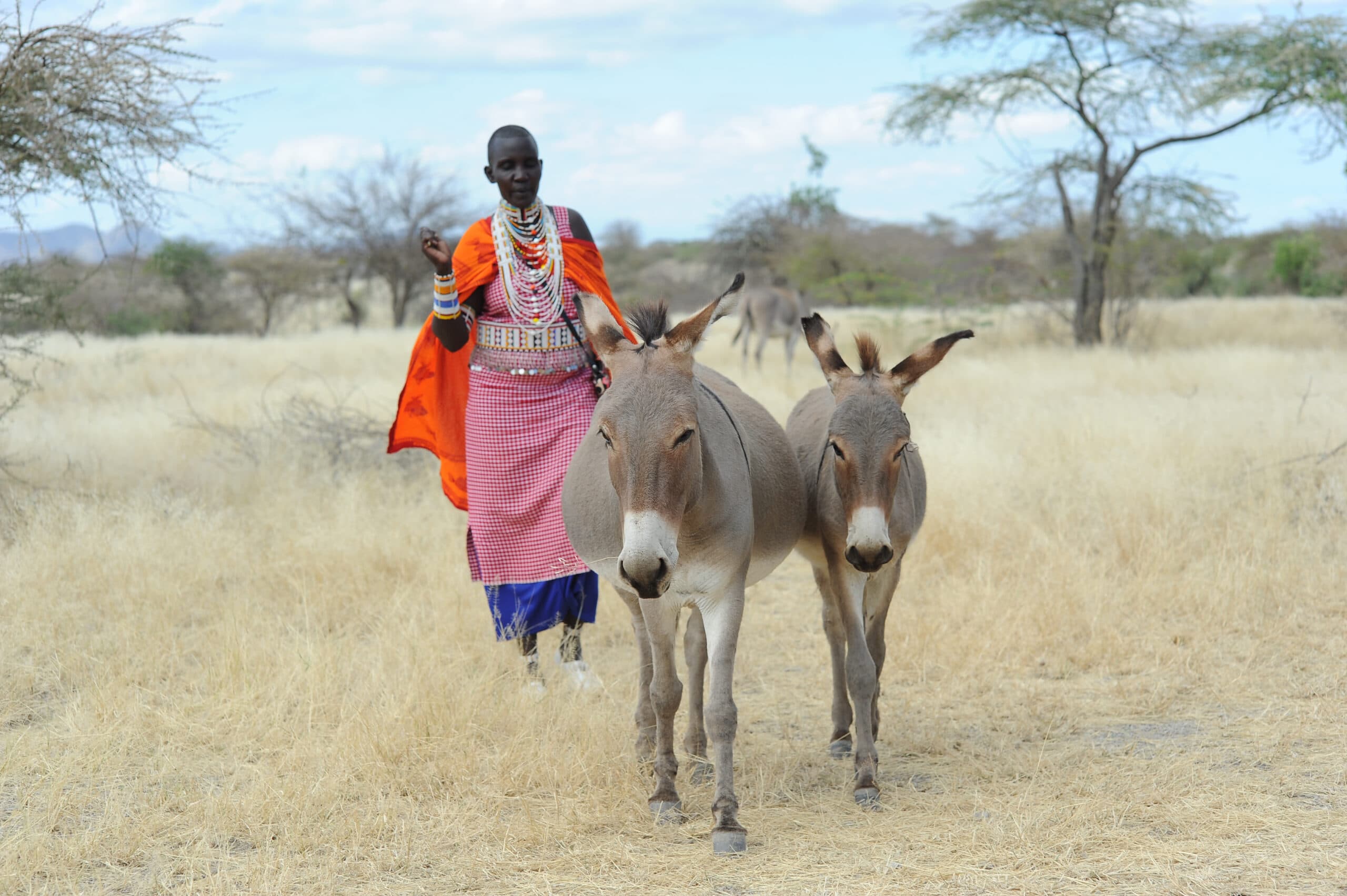 Fact Check: Donkeys are responsible for climate change denialism
