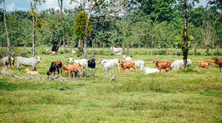Fact Check: The reserve holds about 140,000 heads of cattle.