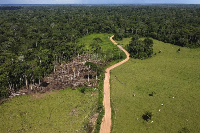 Fact Check: The extent to which rubber and Brazil nuts can provide for people is really limited compared to cattle.