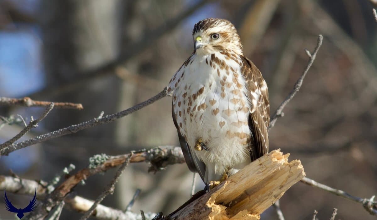 Fact Check: Hawk will be transferred to the Georgia Diagnostic Center in Jackson, Georgia.